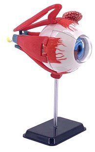 Набор для исследований Модель глазного яблока сборная 14 см Edu-Toys SK007