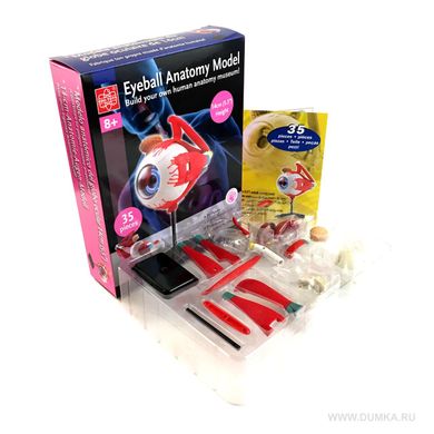 Набір для досліджень Модель очного яблука збірна 14 см Edu-Toys SK007